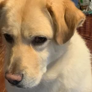 Meet your Posher, Lily